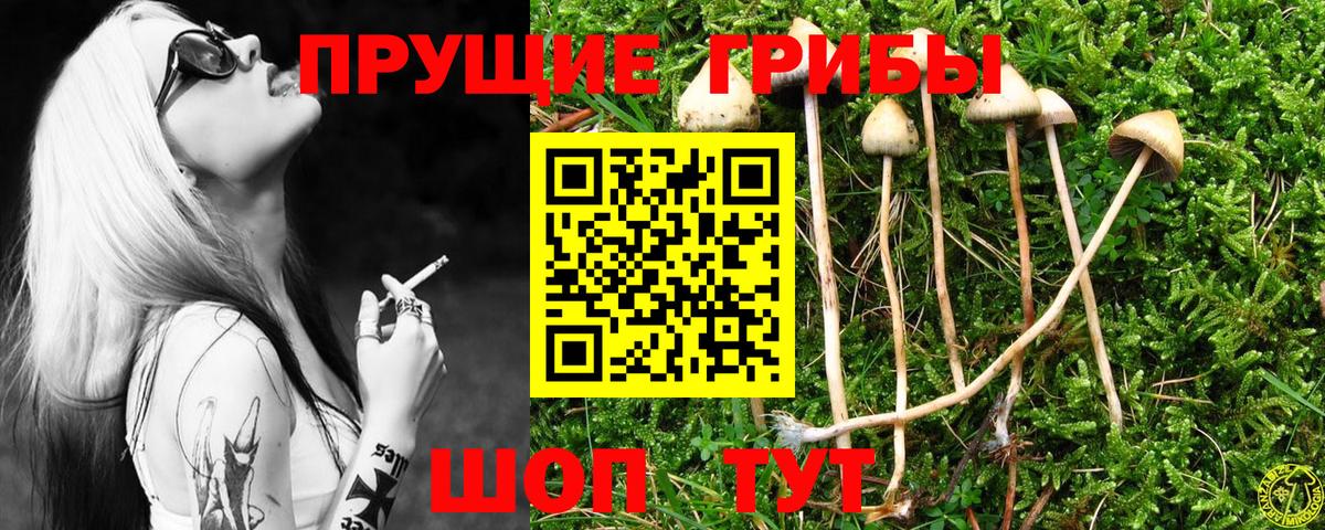 Галлюциногенные грибы Psilocybe Стрежевой